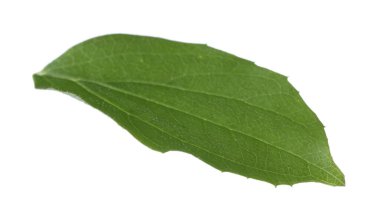 Bir yeşil yasemin yaprağı beyaza izole edilmiş.