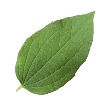 Bir yeşil yasemin yaprağı beyaza izole edilmiş.