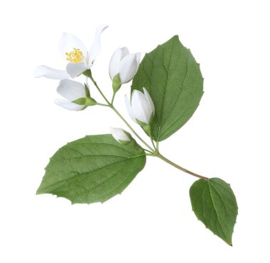 Güzel yasemin çiçekleri ve beyaz yapraklı yeşil dallar.