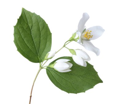 Güzel yasemin çiçekleri ve beyaz yapraklı yeşil dallar.