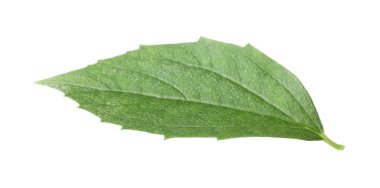 Bir yeşil yasemin yaprağı beyaza izole edilmiş.