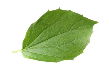 Bir yeşil yasemin yaprağı beyaza izole edilmiş.