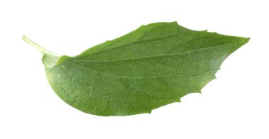 Bir yeşil yasemin yaprağı beyaza izole edilmiş.