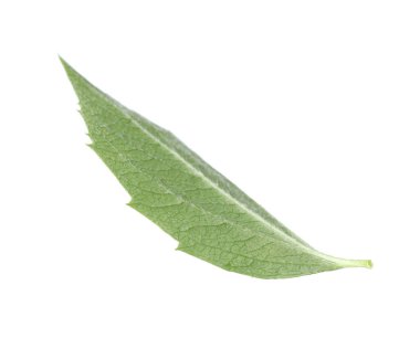 Bir yeşil yasemin yaprağı beyaza izole edilmiş.