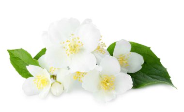 Beyaz yapraklı güzel yasemin tomurcukları