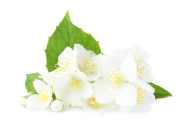 Beyaz yapraklı güzel yasemin tomurcukları