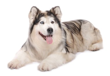 Beyaz arka planda güzel Alaska malamute köpeği