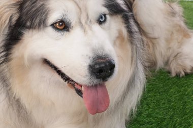 Güzel Alaska malamute köpeği suni çimlerin üzerinde, yakın plan