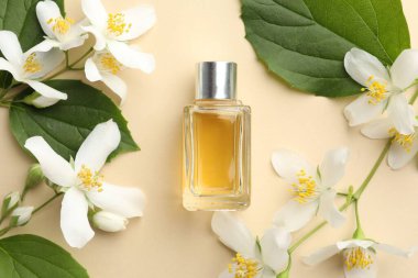 Bir şişe parfüm, güzel yasemin çiçekleri ve bej arka planda yeşil yapraklar.
