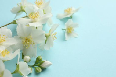 Açık mavi arka planda güzel yasemin çiçekleri, yakın plan. Metin için boşluk