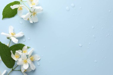 Güzel yasemin çiçekleri ve açık mavi arka planda yeşil yapraklar, düz bir zemin. Metin için boşluk