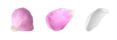 Beyaz arka planda güzel şakayık yaprakları, set