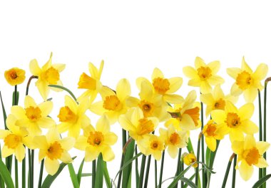 Beyaz arkaplanda güzel sarı nergis çiçekleri