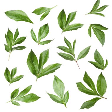 Yeşil şakayık yaprakları beyaz üzerine izole, set