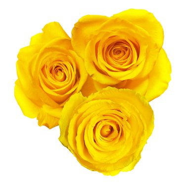 Güzel sarı gül çiçekleri beyaz üzerine izole edilmiş.