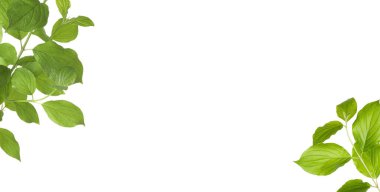 Beyaz arka planda taze yeşil yapraklı dallar