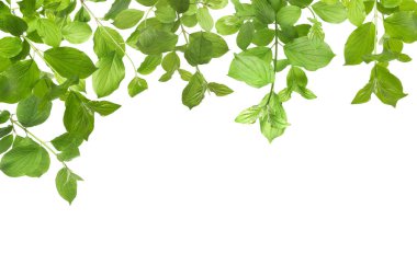 Beyaz arka planda taze yeşil yapraklı dallar