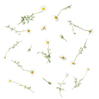 Beyaz arka planda düşen güzel papatya çiçekleri