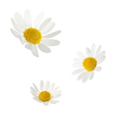 Beyaz arka planda düşen güzel papatya çiçekleri