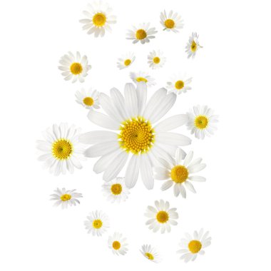 Beyaz arka planda düşen güzel papatya çiçekleri