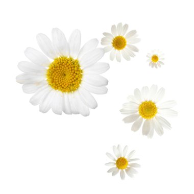 Beyaz arka planda düşen güzel papatya çiçekleri