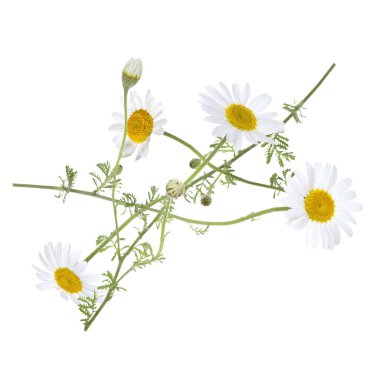 Beyaz arka planda düşen güzel papatya çiçekleri