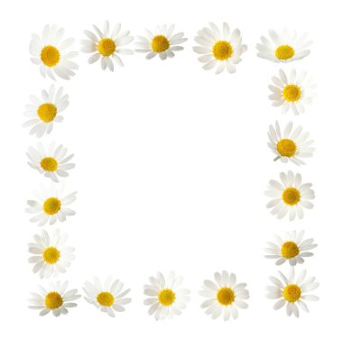 Çerçeve güzel papatya çiçeği beyaz zemin üzerine yapılmış