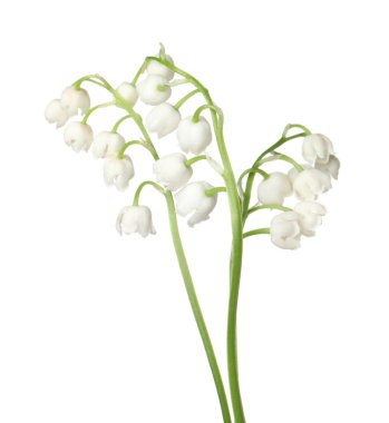 Vadinin güzel kokulu çiçekleri beyazlar üzerinde izole edilmiş.