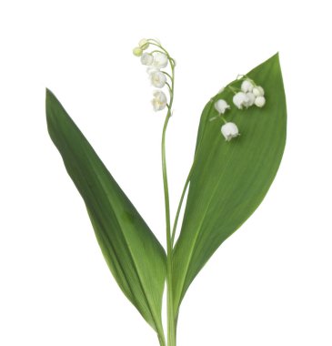 Vadinin güzel kokulu çiçekleri beyazlar üzerinde izole edilmiş.