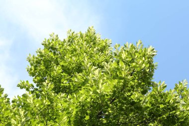 Mavi gökyüzünün altında yeşil yapraklı ağaç dalları, alçak açı manzaralı