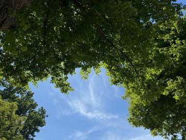 Mavi gökyüzüne karşı yeşil yapraklı ağaç dalları, alt manzara