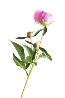 Tomurcukları ve yaprakları beyaza ayrılmış şakayık bitkisi.