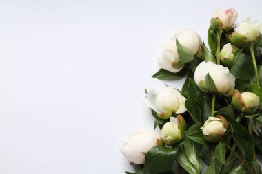 Beyaz arka planda güzel şakayık çiçekleri olan tebrik kartı, düz yatıyordu. Metin için boşluk