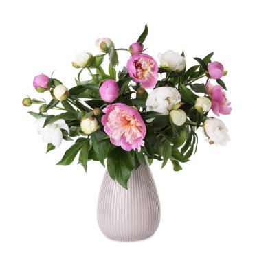 Vazodaki güzel şakayık çiçekleri beyaz vazoda izole edilmiş.