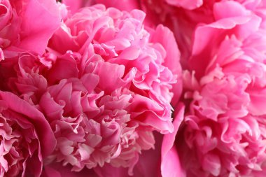 Arka plan olarak güzel şakayık demeti, yakın plan.