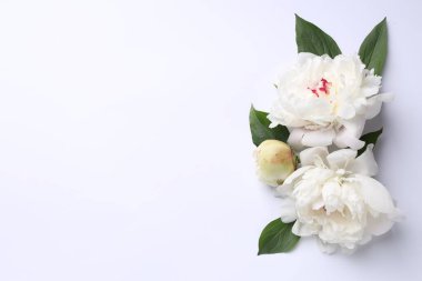 Beyaz arka planda güzel şakayıklar ve yeşil yapraklar. Metin için boşluk