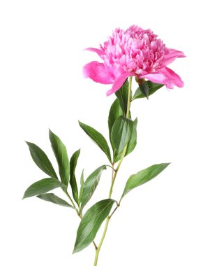 Güzel, pembe bir şakayık beyaz üzerine izole edilmiş.