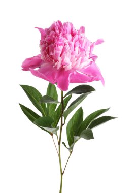 Güzel, pembe bir şakayık beyaz üzerine izole edilmiş.