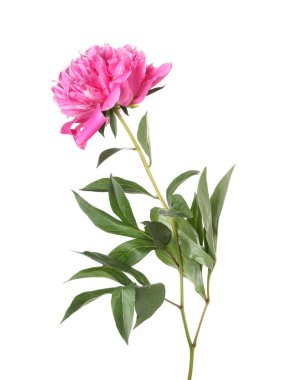 Güzel, pembe bir şakayık beyaz üzerine izole edilmiş.