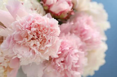 Açık mavi arkaplanda güzel şakayıklar, yakın plan.