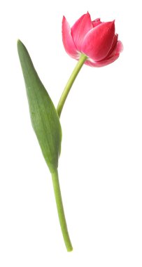 beyaz izole bir güzel Pembe Lale