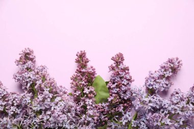Pembe arka planda güzel leylak çiçekleri, düz yatış. Metin için boşluk