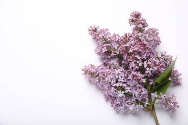 Beyaz arka planda güzel leylak çiçekleri, düz uzanmış. Metin için boşluk