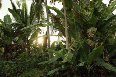 Güneşli bir günde birçok farklı tropikal bitki