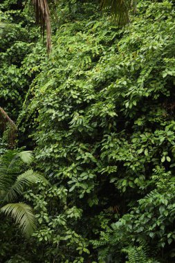 Açık havada yetişen bir sürü güzel yeşil bitki.