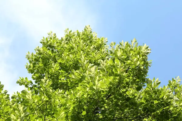 Mavi gökyüzünün altında yeşil yapraklı ağaç dalları, alçak açı manzaralı