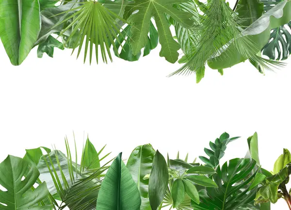 Beyaz arka planda taze yeşil tropikal yapraklardan yapılmış çerçeve