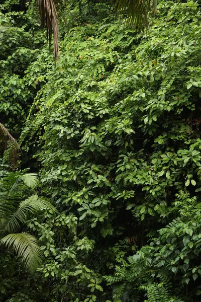 Açık havada yetişen bir sürü güzel yeşil bitki.