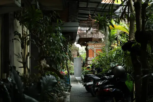 Bali, Endonezya - 15 Mayıs 2025: Scooterlar açık araziye yeşil bitkiler park etti
