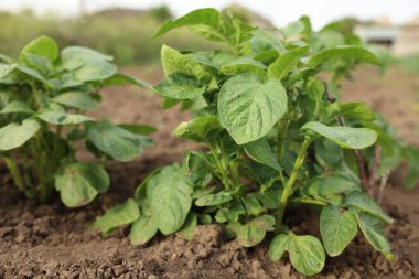 Sebze bahçesinde patatesler yetişiyor. Yakın plan.